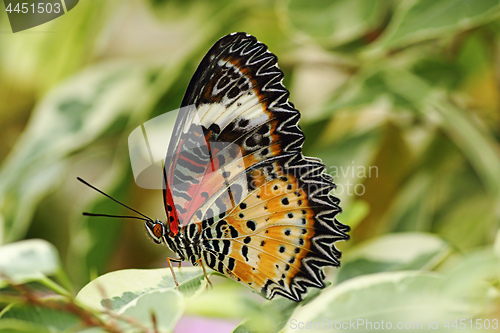 Image of closeup of leopard lacewing butterfly