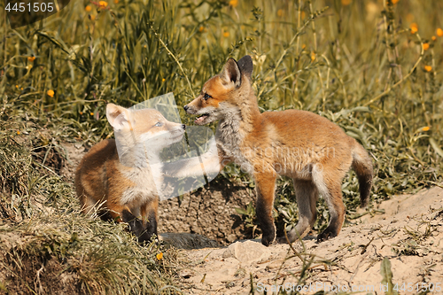 Image of fox brothers playing in natural habitat