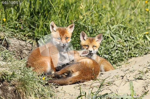 Image of family of young red foxes