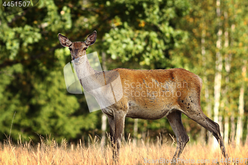 Image of curious red deer doe in a glade