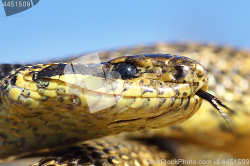 Image of macro portrait of blotched snake