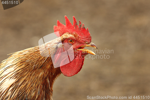 Image of close up of singing rooster 1