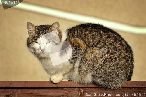 Image of domestic cat standing on wooden fence