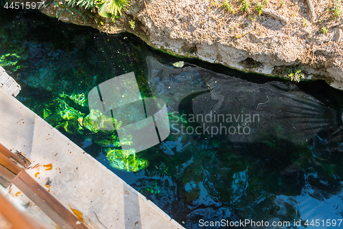 Image of antique Cleopatra pool