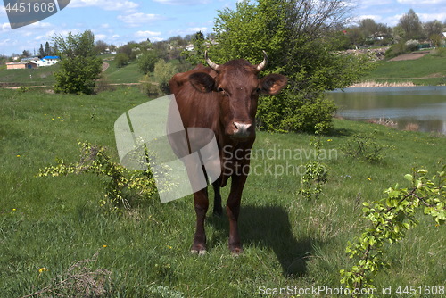 Image of cow near the lake