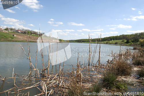 Image of dry reeds in the water