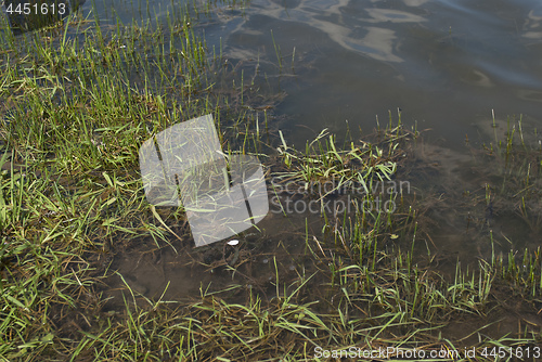Image of green grass growing in the water