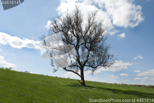 Image of lonely tree in the field