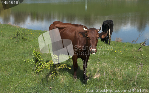 Image of two cows graze