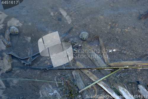 Image of two frogs in the water