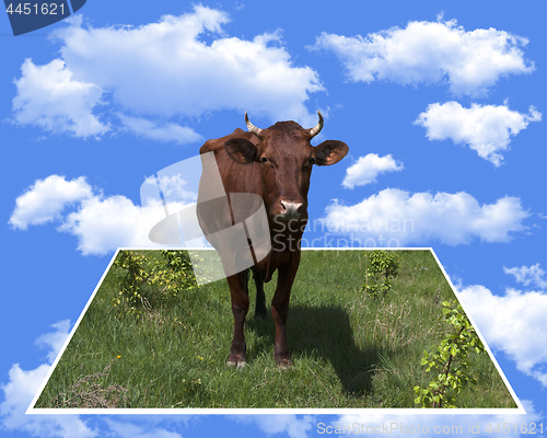 Image of cow standing in the grass