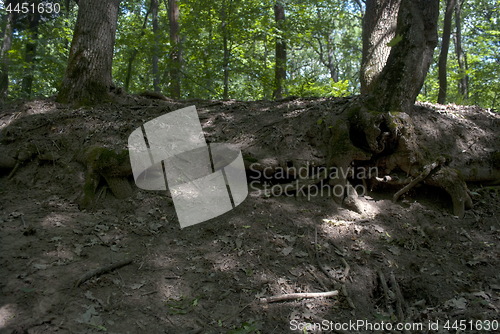 Image of bare roots of two trees