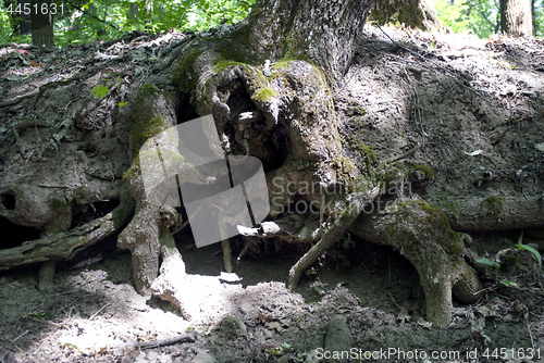 Image of bared root of a tree