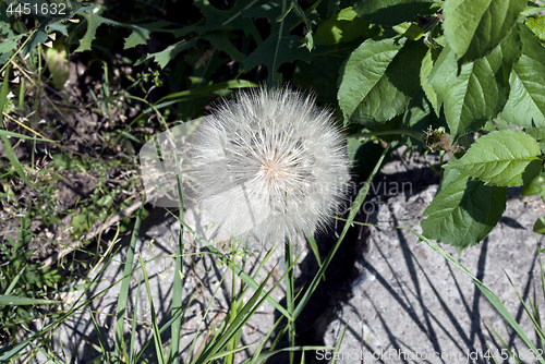 Image of dandelion in green grass