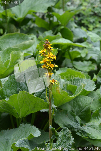 Image of Siberian Ligularia