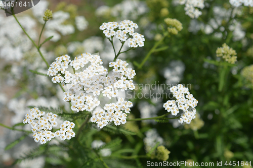 Image of Mountain yarrow