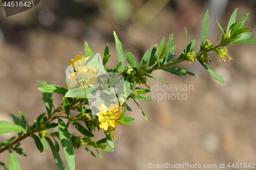 Image of Shrubby yellowcrest