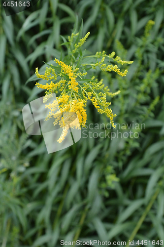 Image of Canadian goldenrod