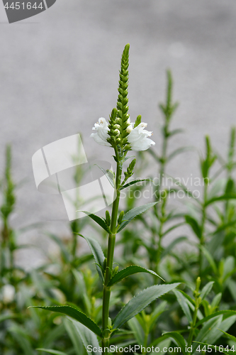 Image of White obedient plant