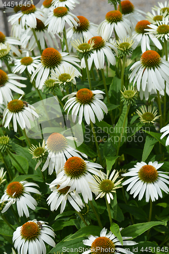 Image of White coneflowers