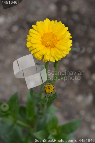 Image of Common marigold