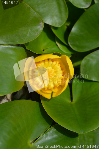 Image of Yellow water lily 
