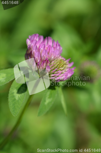 Image of Red clover