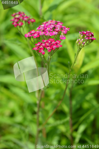 Image of Pink yarrow