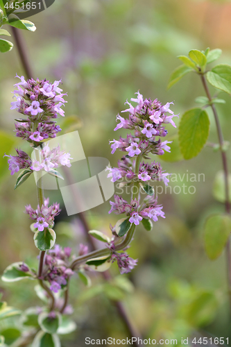 Image of Lemon thyme