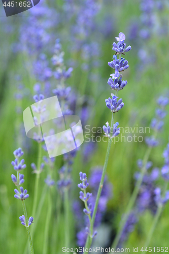 Image of English lavender