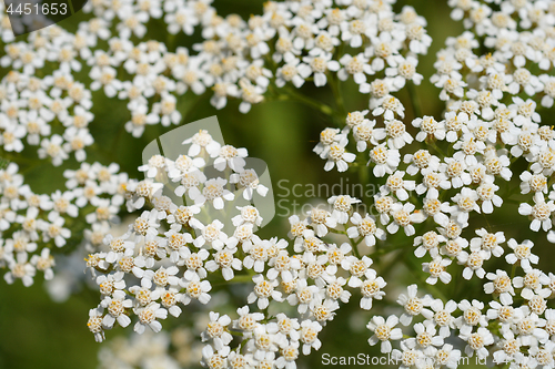 Image of Common yarrow