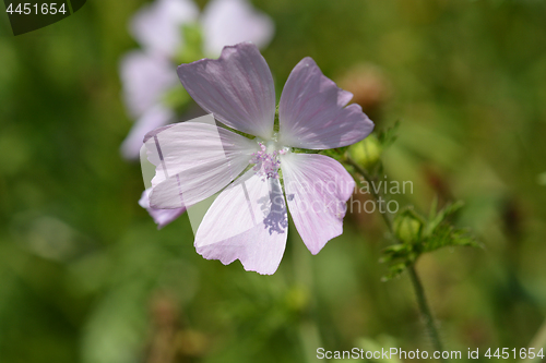 Image of Musk mallow