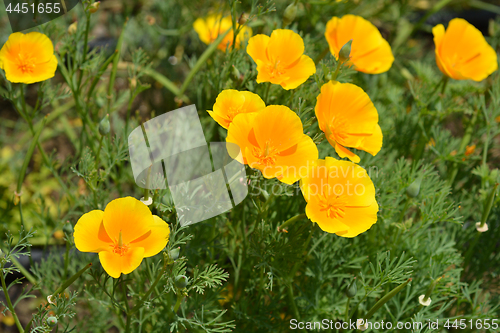 Image of California poppy