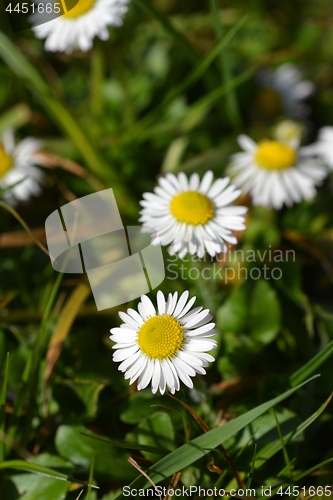 Image of Common daisy