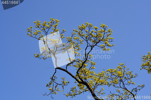 Image of Norway maple