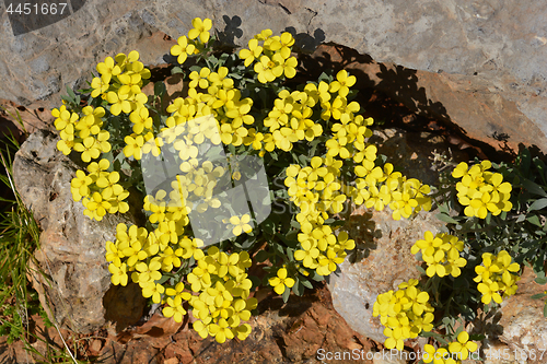 Image of Croatian endemic plant