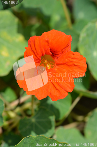 Image of Garden nasturtium