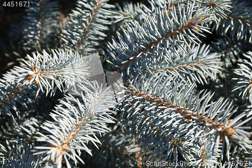 Image of Conifer branches texture