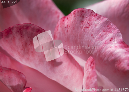 Image of Rose petals macro shot