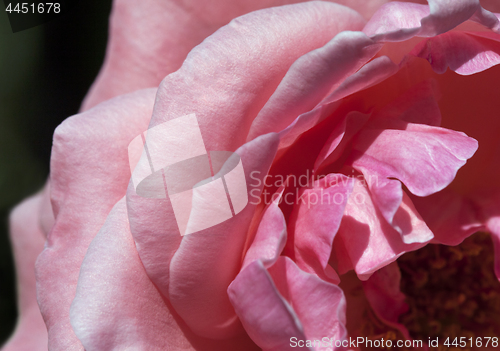 Image of Rose petals macro shot
