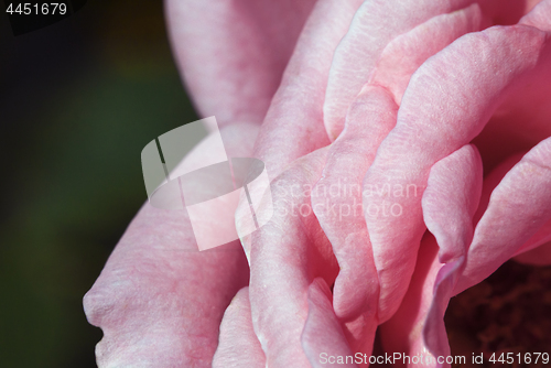 Image of Rose petals macro shot