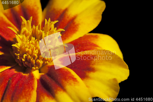 Image of Marigold flower, macro