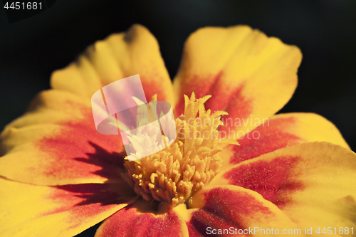 Image of Marigold flower, macro