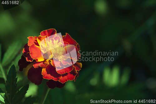 Image of Marigold flower, macro