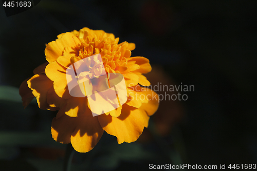 Image of Marigold flower, macro