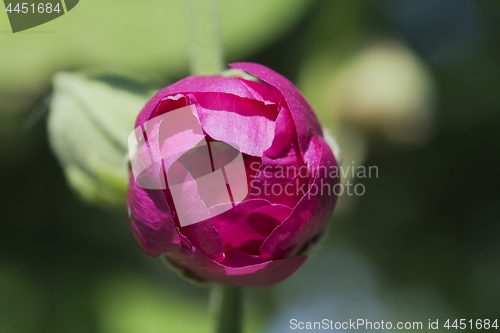 Image of Pink rose bud against blue sky