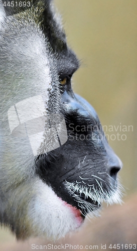 Image of Portrait of a Drill monkey