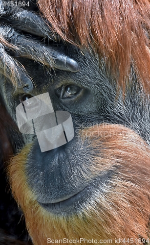 Image of Face of an Orangutan