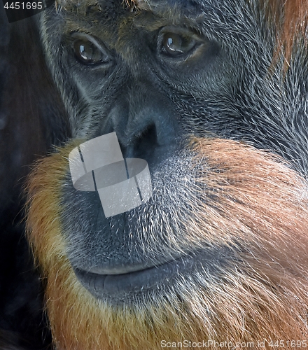Image of Face of an Orangutan