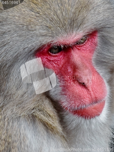 Image of Japanese macaque Portait